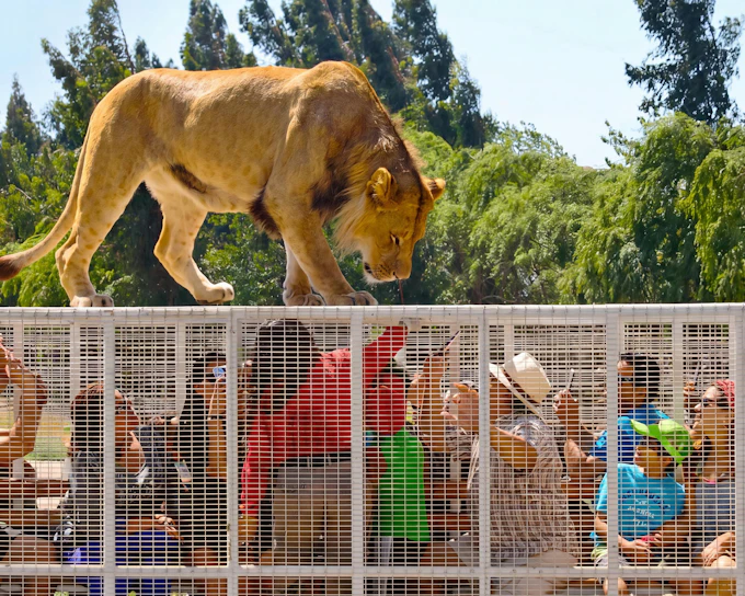 From Santiago: Parque Safari Wild Experience