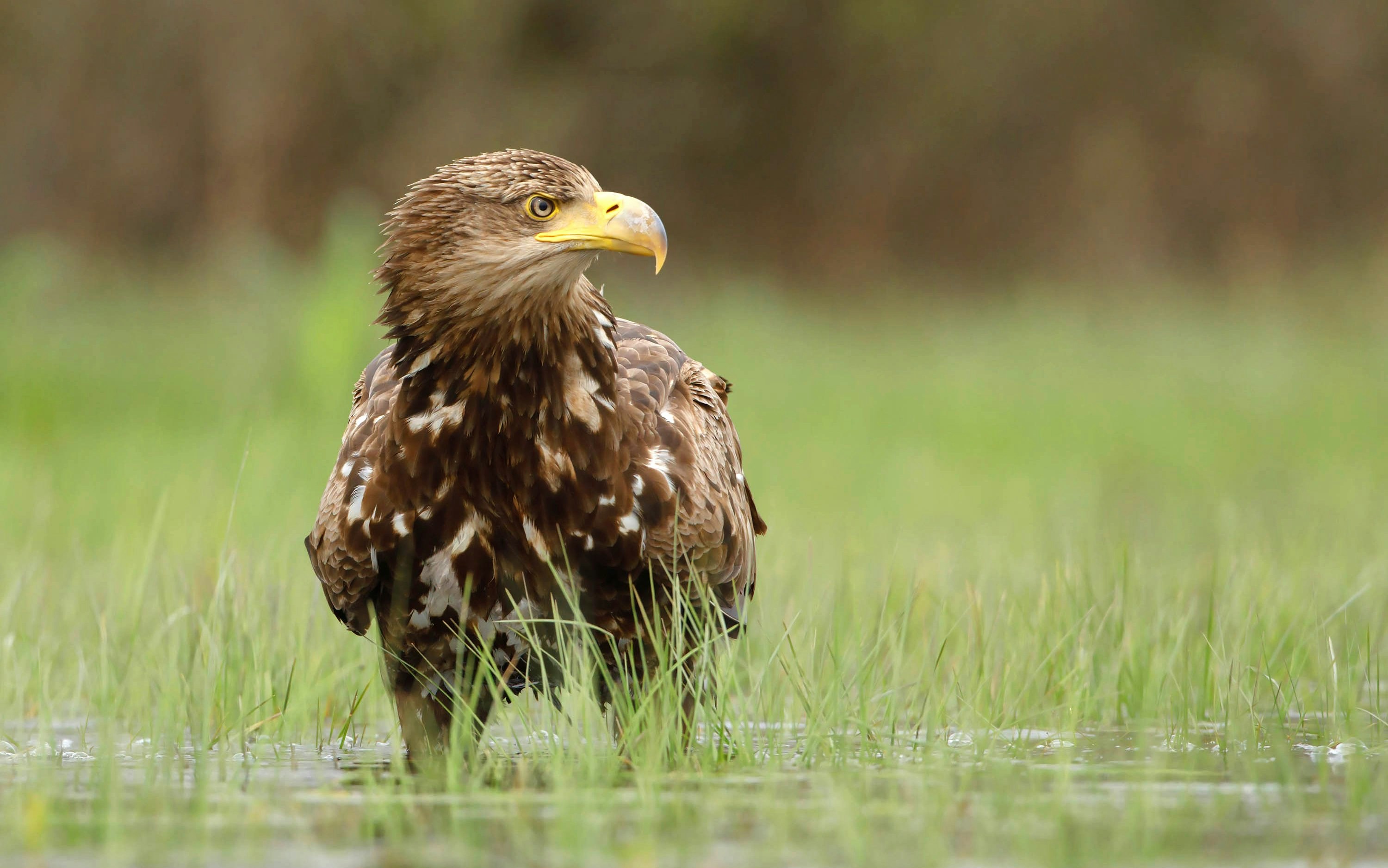 Sea eagle (Haliaeetus albicilla) standing in grassy wetland.