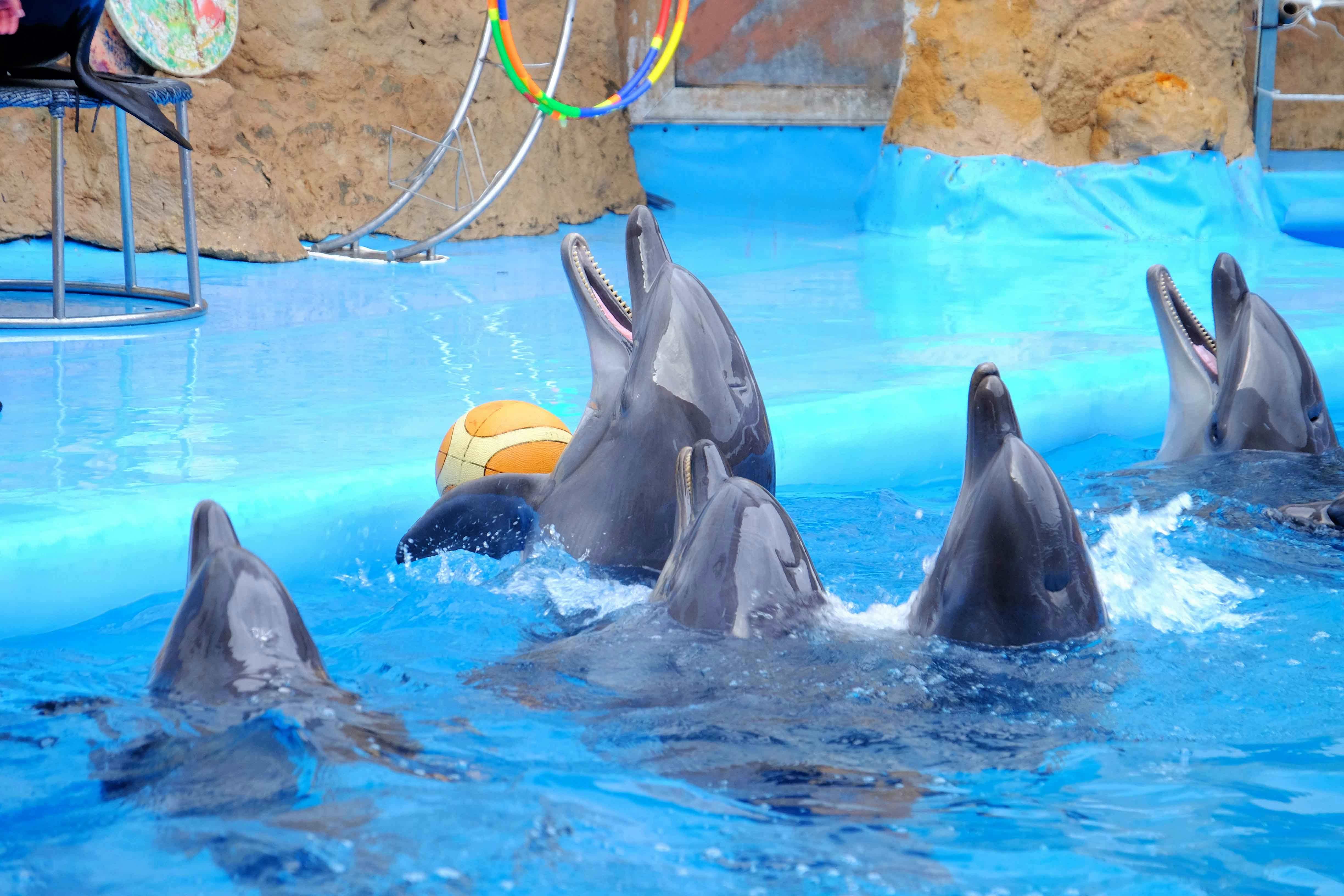 dophin show in Selwo Marina