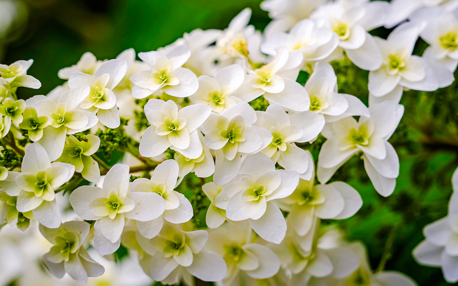 Oakleaf Hydrangea flowers in full bloom with green foliage.