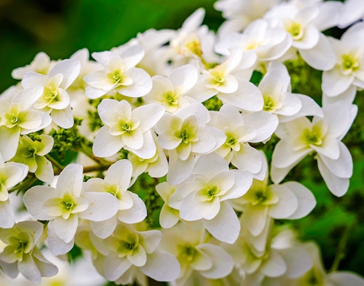Oakleaf Hydrangea flowers in full bloom with green foliage.