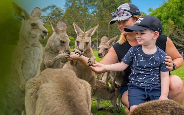 Visitors feeding kangaroos at Symbio Wildlife Park, Sydney.