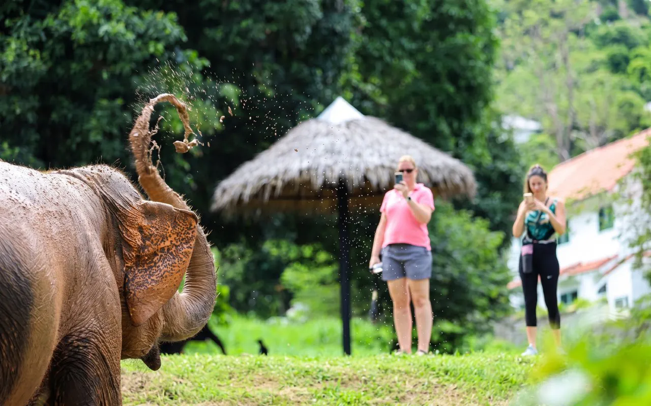 Samui Elephant Sanctuary Ethical Elephant Observation with Vegetarian Meal