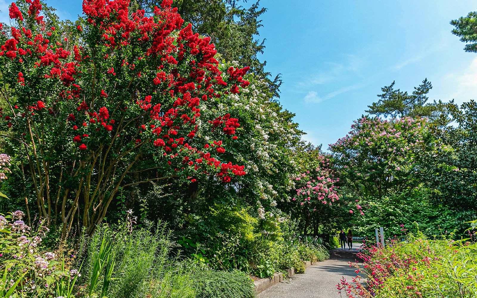 Ladies' Border