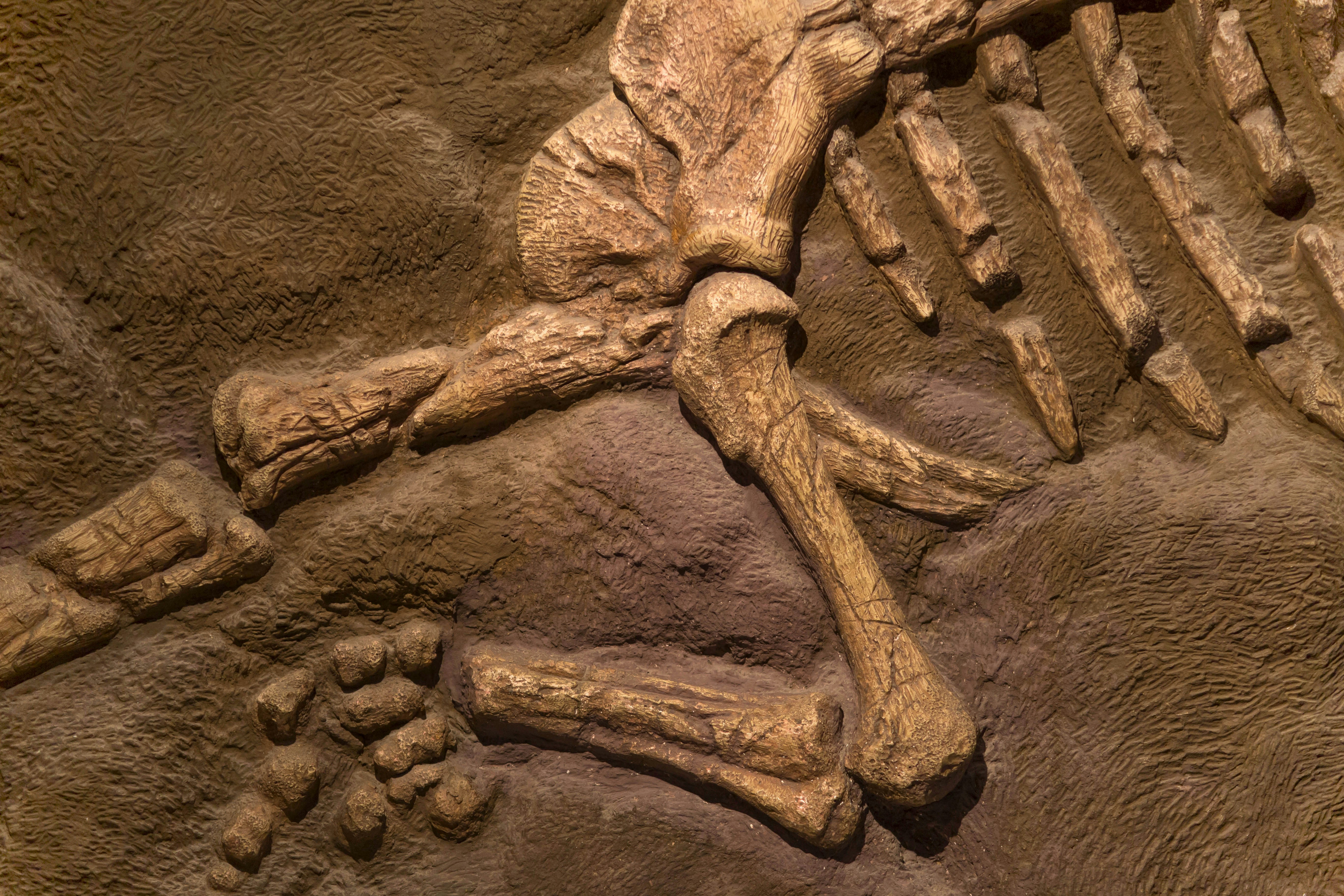 Fossilized dinosaur bones at American National History Museum exhibit.