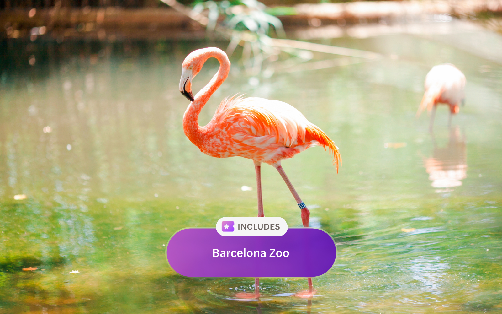 Pink flamingo standing in water at Barcelona Zoo, Spain.