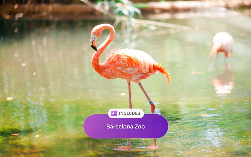 Pink flamingo standing in water at Barcelona Zoo, Spain.