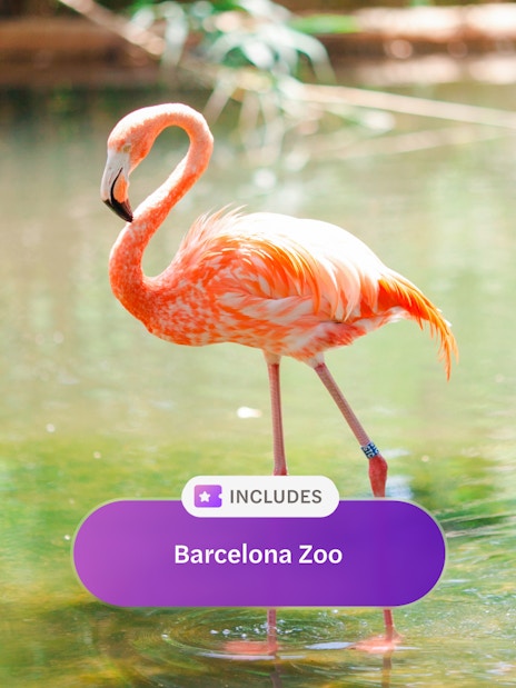 Pink flamingo standing in water at Barcelona Zoo, Spain.