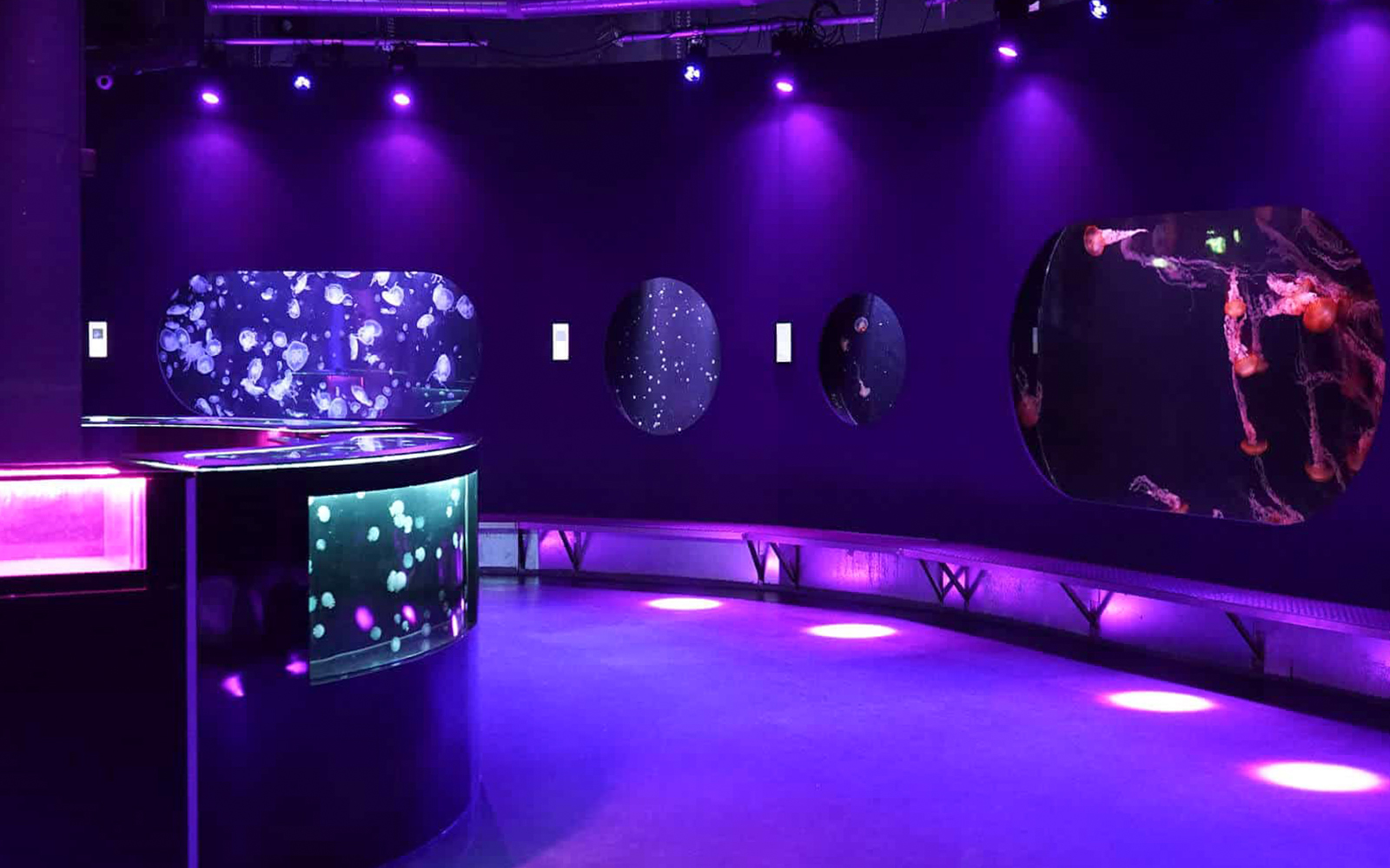 Visitors observing jellyfish at the Medusarium in Aquarium de Paris, France.