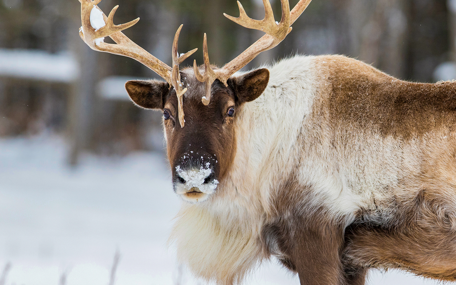 Reindeer in snowy forest, Lapland tour.