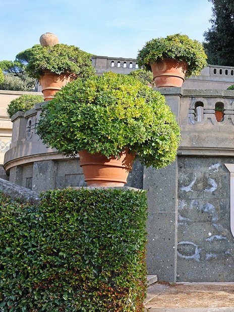 Terracotta pots and greenery in Castel Gandolfo Garden, Italy.