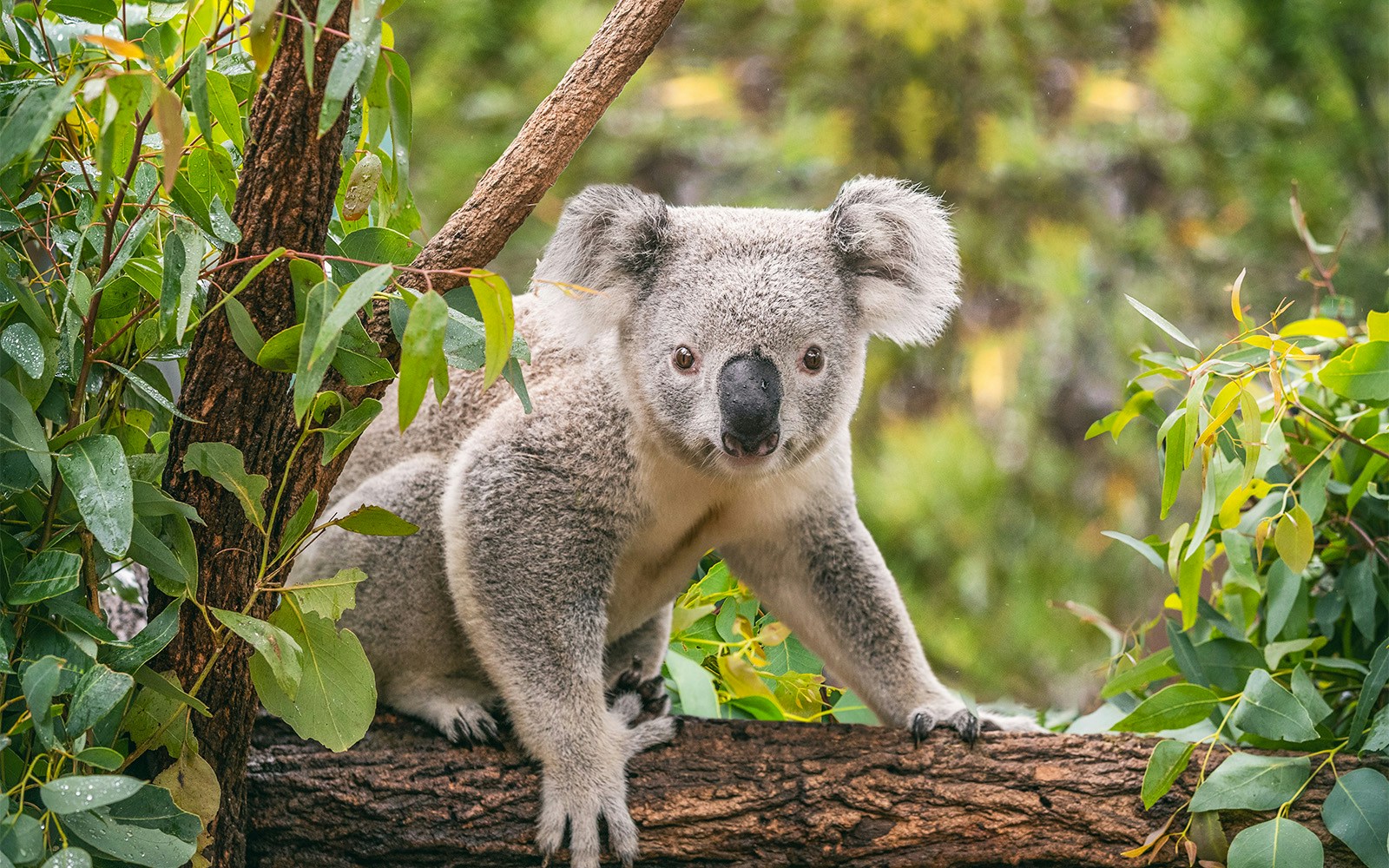 Koala sitting on a tree branch surrounded by eucalyptus leaves in Sydney, Australia.