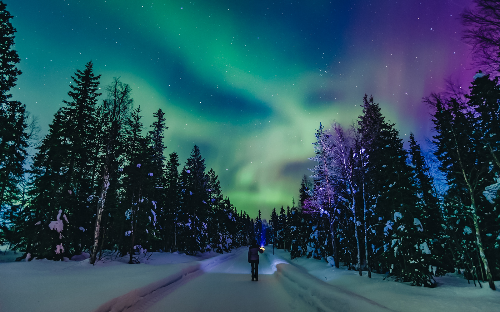 Person viewing Northern Lights in snowy forest, Finland.