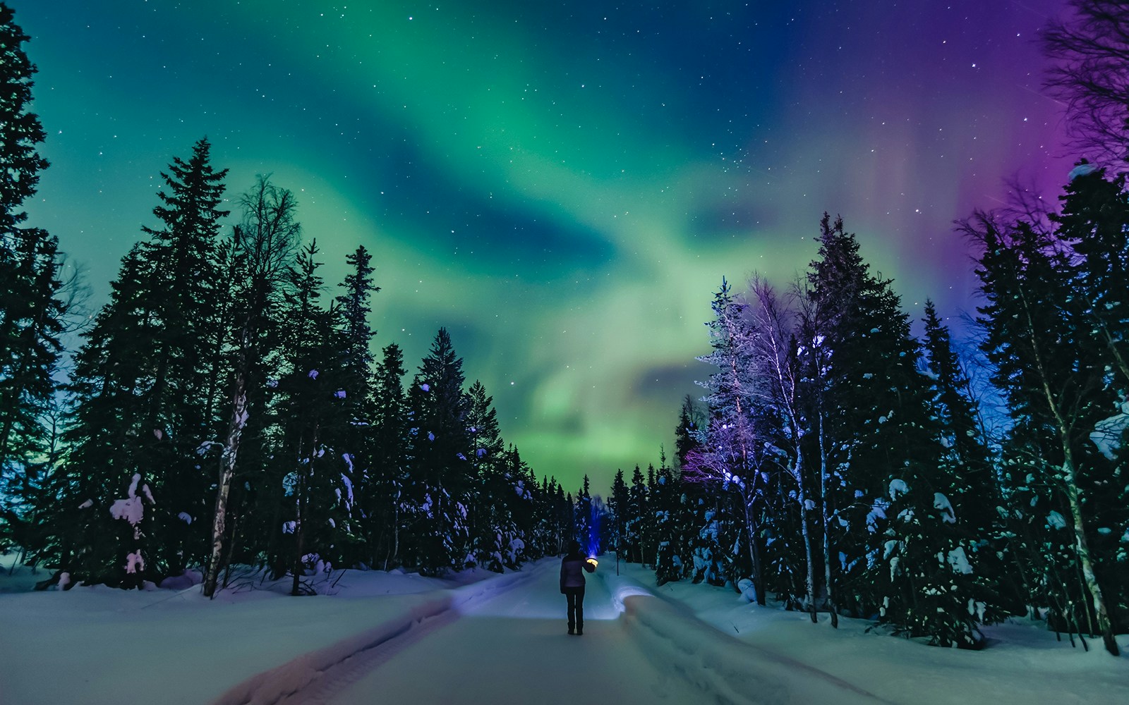 Person viewing Northern Lights in snowy forest, Finland.