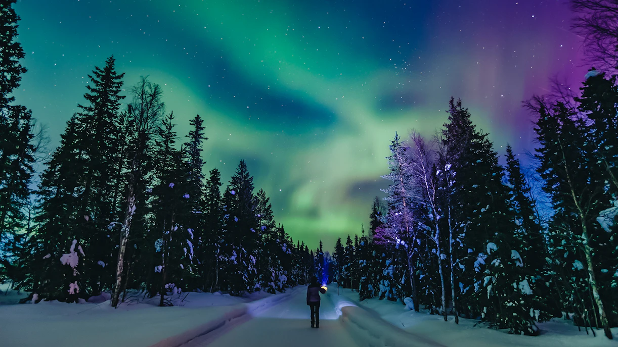 Person viewing Northern Lights in snowy forest, Finland.