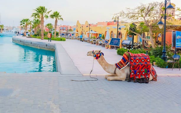 Camel resting by the waterfront in Hurghada with colorful saddle blankets.