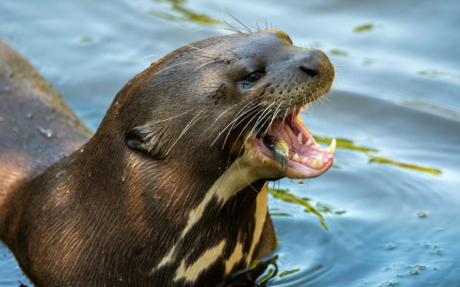 River Otter exhibit Aquarium of the Bay