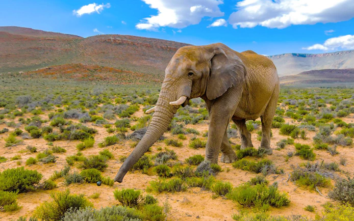 African bush elephant walking in Aquila Game Reserve, South Africa.