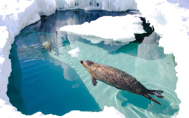 Spotted seal swimming in icy water at Asahiyama Zoo, Hokkaido, Japan.