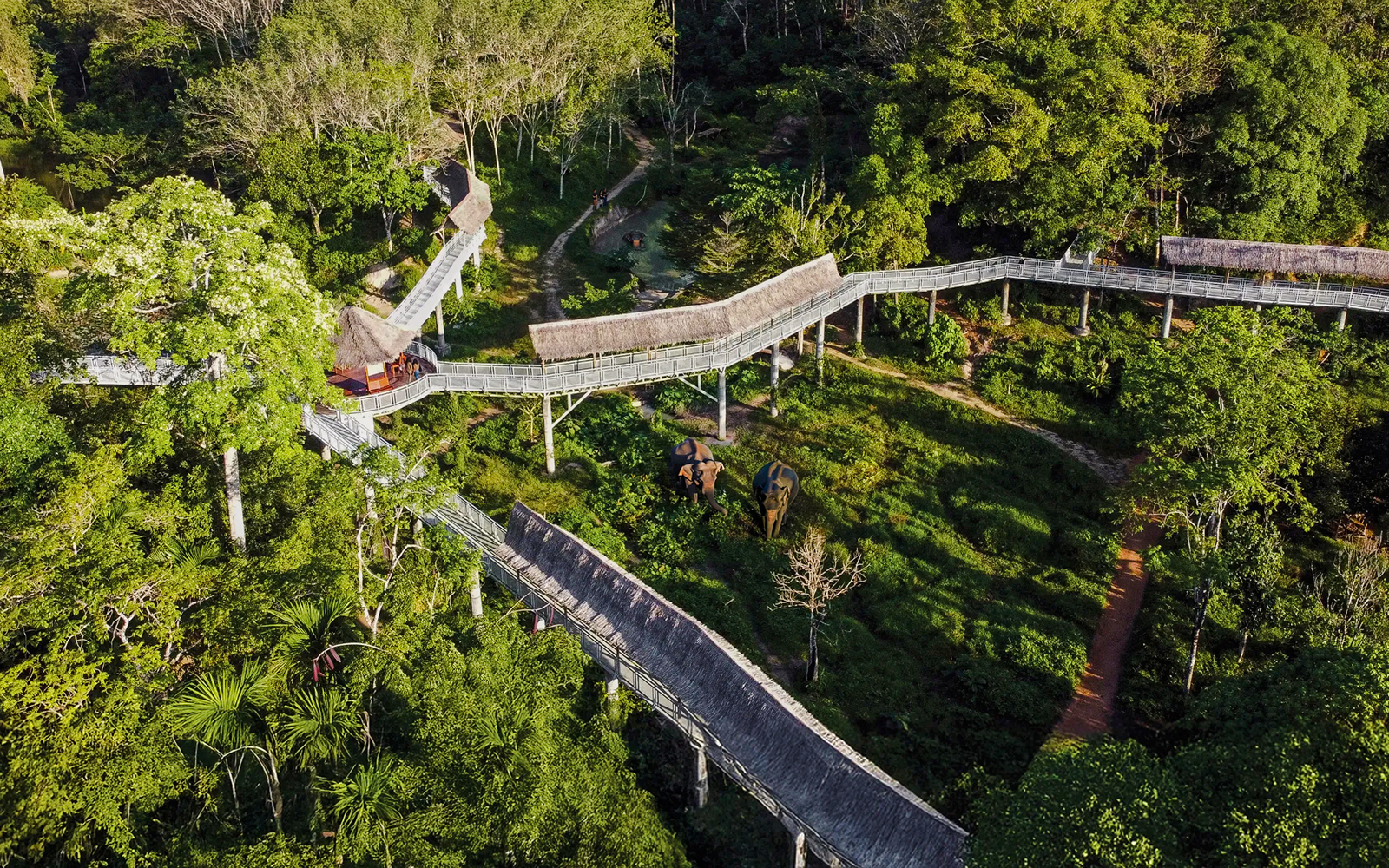 Canopy walkway above lush greenery at Phuket Elephant Sanctuary, Thailand.