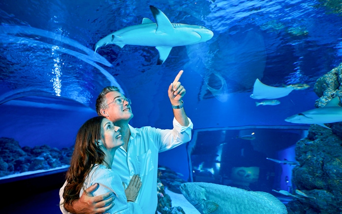 Couple observing sharks in the underwater tunnel at Cairns Aquarium by Twilight.