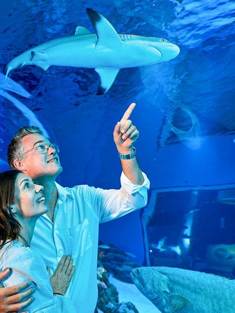 Couple observing sharks in the underwater tunnel at Cairns Aquarium by Twilight.