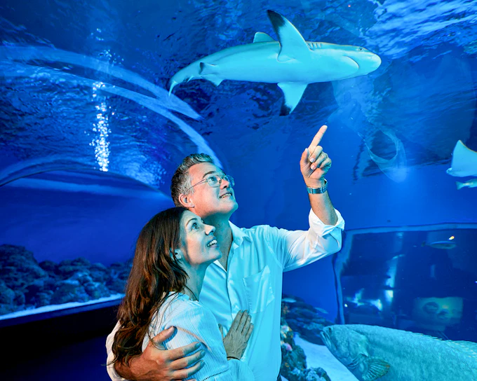 Cairns Aquarium by Twilight with Optional Dining