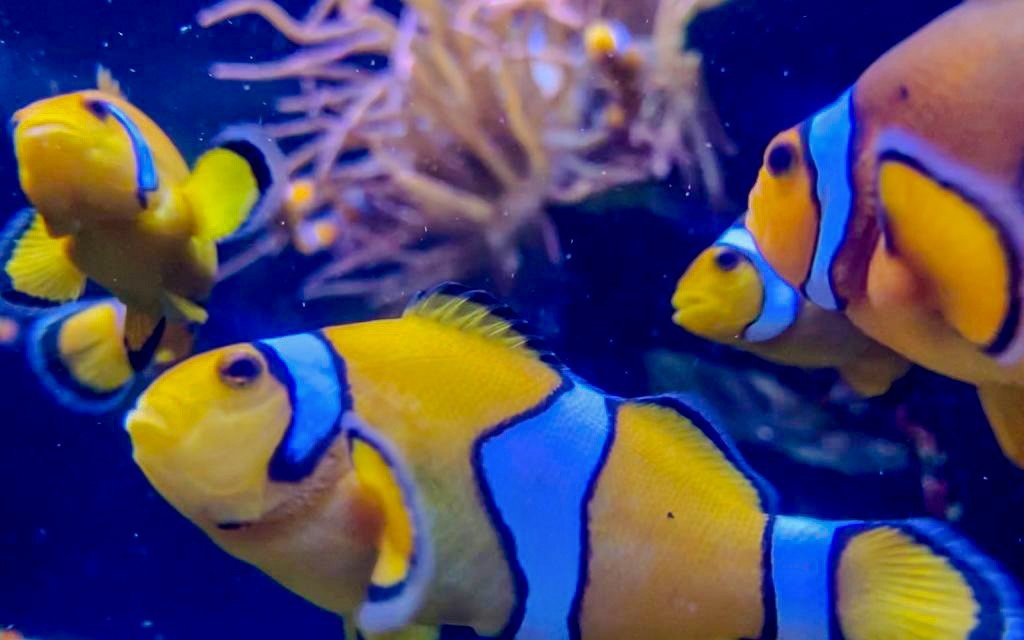Clownfish swimming in an aquarium at SEA Life Manchester.