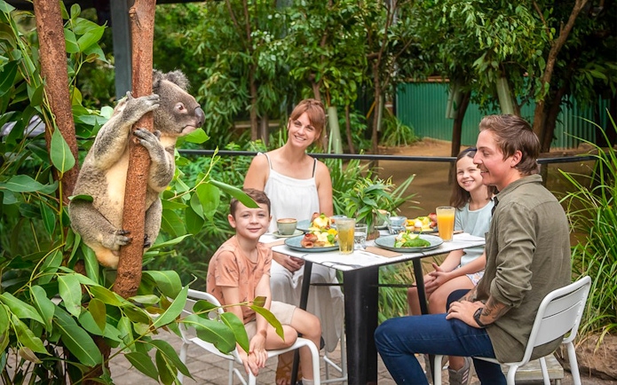 Family dining near a koala at Currumbin Wildlife Sanctuary.