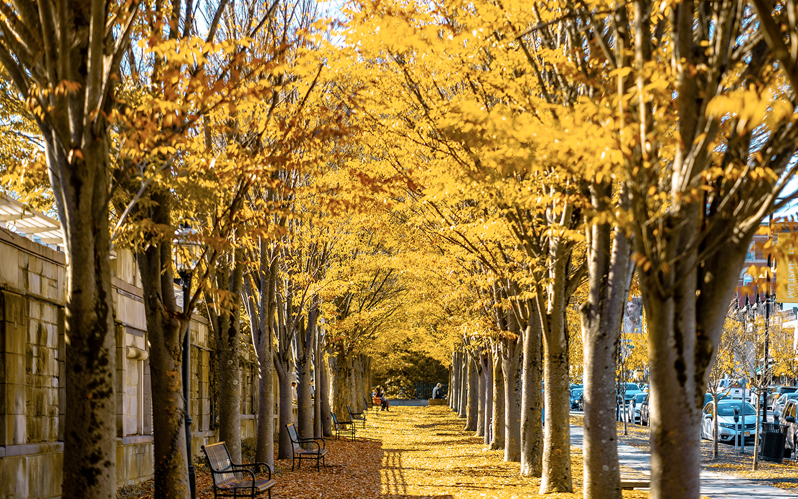 Princeton University Foliage