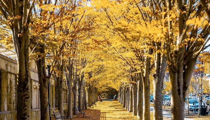 Princeton University Foliage