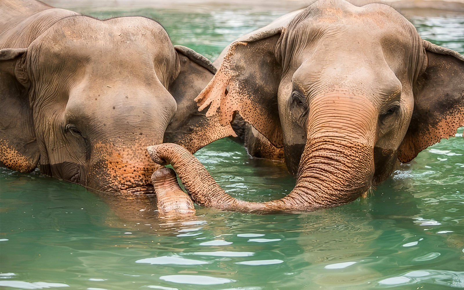 Elephants bathing in water at Elephant Jungle Sanctuary, Koh Samui.