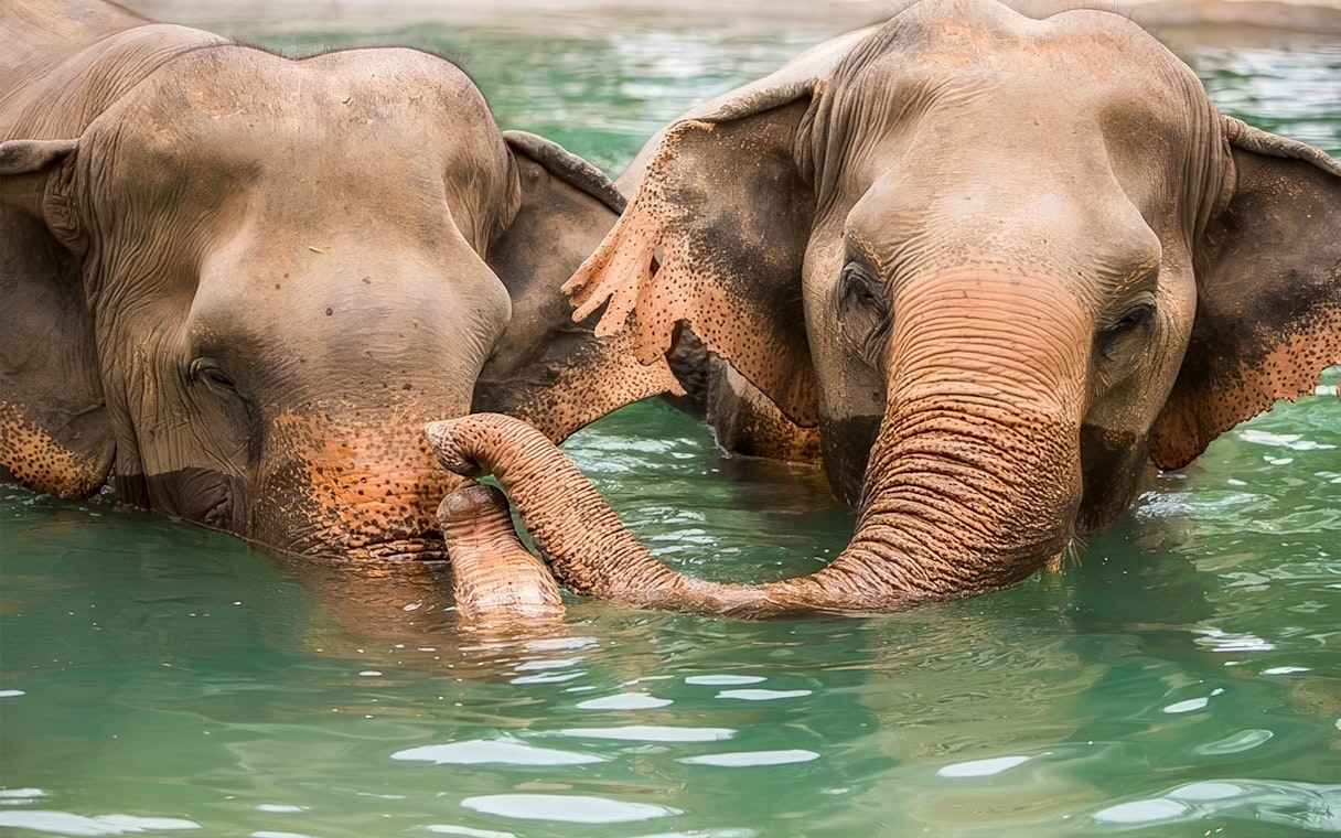 Elephants bathing in water at Elephant Jungle Sanctuary, Koh Samui.