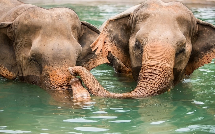 Elephants bathing in water at Elephant Jungle Sanctuary, Koh Samui.
