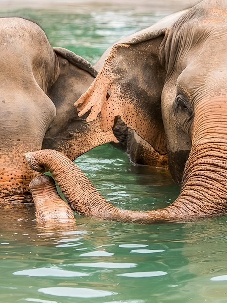 Elephants bathing in water at Elephant Jungle Sanctuary, Koh Samui.