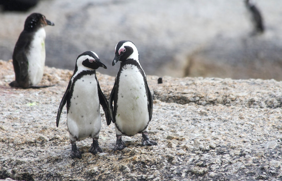 Animals in Atlantis Aquarium Madrid