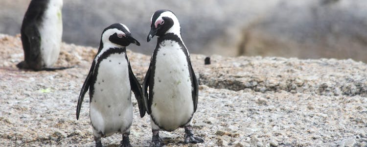 Whipsnade Zoo Penguins