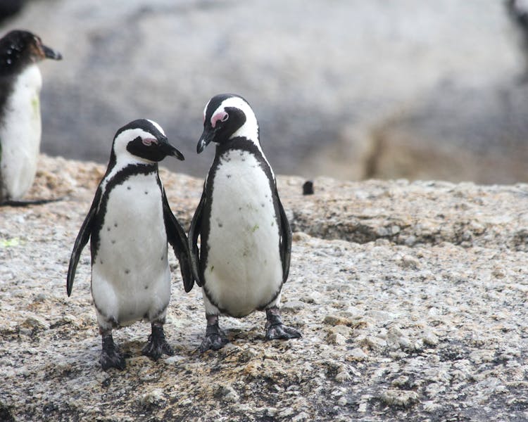 Penguin Beach in Oceanario Lisboa