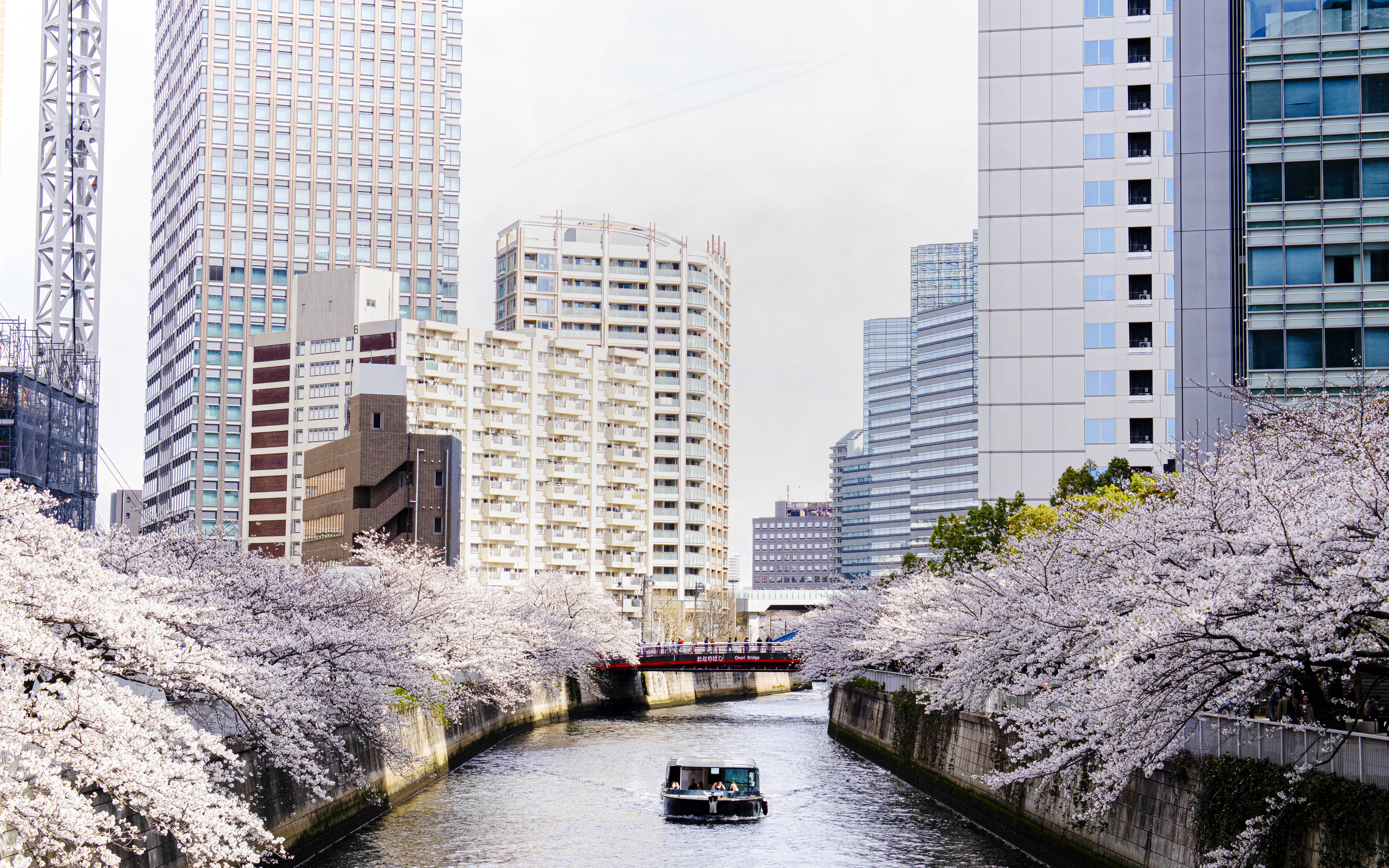 Cruise boat on Meguro River with cherry blossoms and cityscape in Tokyo.