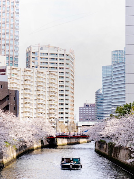 Cruise boat on Meguro River with cherry blossoms and cityscape in Tokyo.