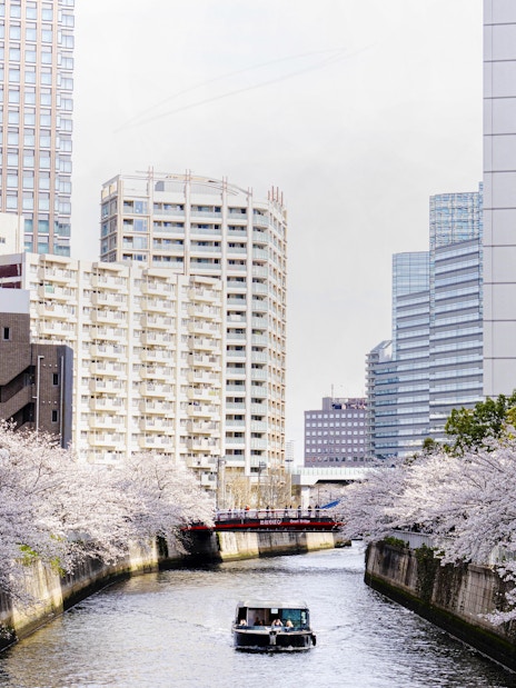 Cruise boat on Meguro River with cherry blossoms and cityscape in Tokyo.