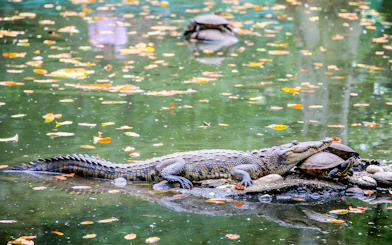 Crocodile resting on rocks with tortoises in water at SeaWorld San Antonio, Texas.