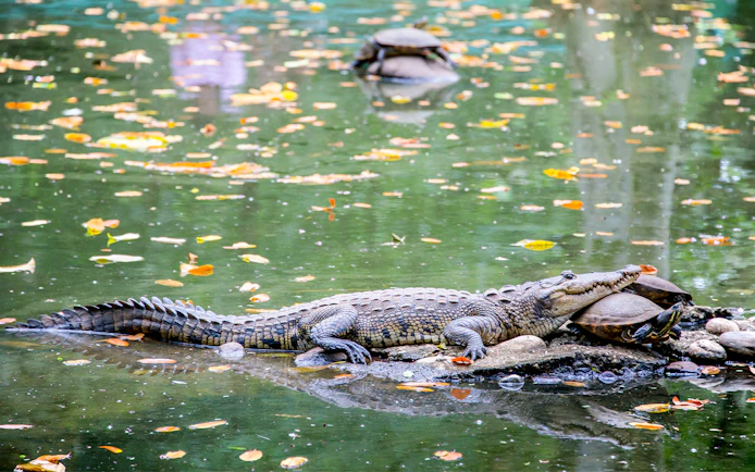 Crocodile resting on rocks with tortoises in water at SeaWorld San Antonio, Texas.