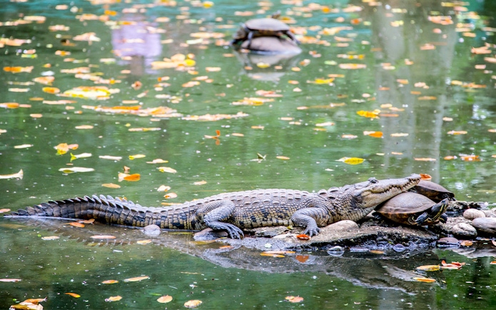 Crocodile resting on rocks with tortoises in water at SeaWorld San Antonio, Texas.