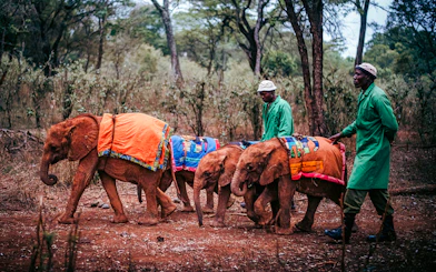 Elephant calves with caretakers at David Sheldrick Elephant Orphanage, Nairobi.