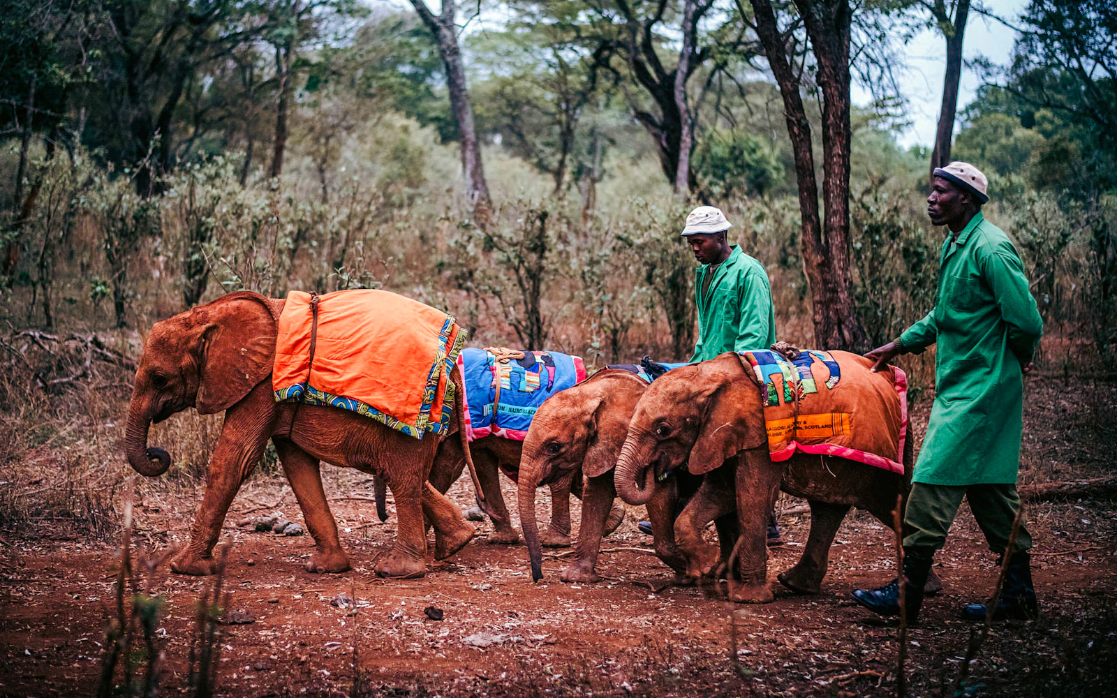 From Nairobi: David Sheldrick Elephant Orphanage Tour with Hotel Transfers (Product 56407)