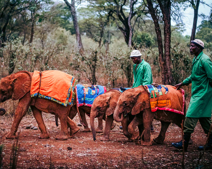 From Nairobi: David Sheldrick Elephant Orphanage Tour with Hotel Transfers (Product 56407)