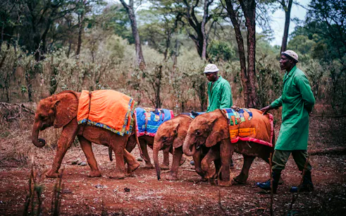 Elephant calves with caretakers at David Sheldrick Elephant Orphanage, Nairobi.
