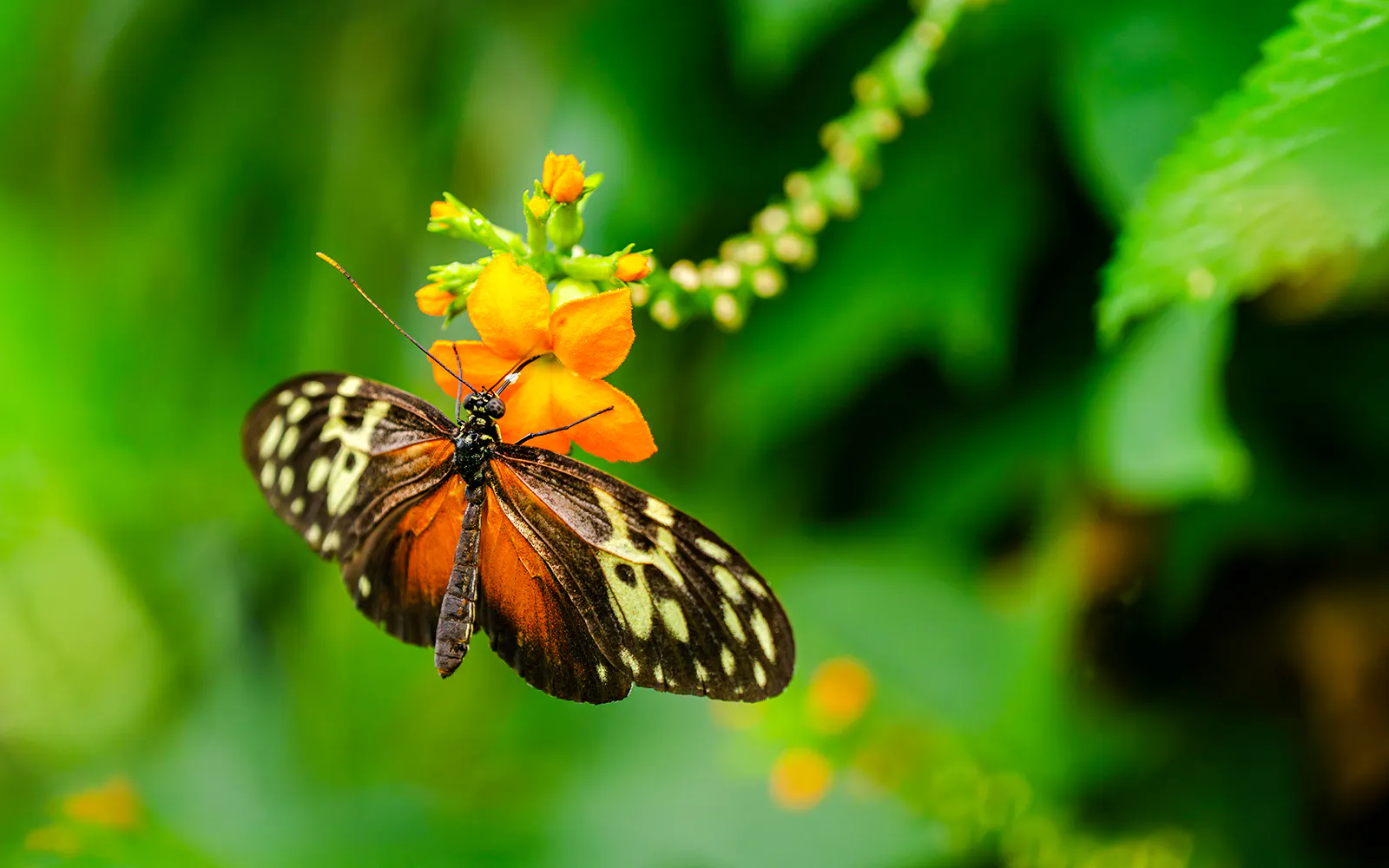 Butterfly on orange flower at Niagara Falls Butterfly Conservatory, Canada.
