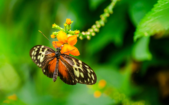 Butterfly on orange flower at Niagara Falls Butterfly Conservatory, Canada.